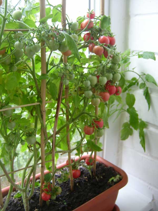 Помидоры на балконе: выращивание комнатных растений, фото и .